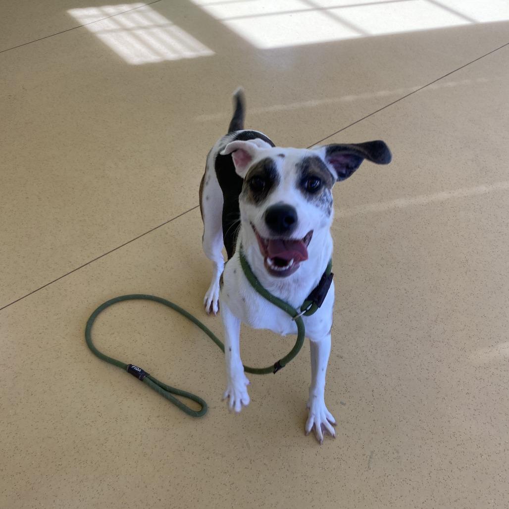 Enlarge Cutie, a Adoptable Hound in Lynchburg, VA image 5/5