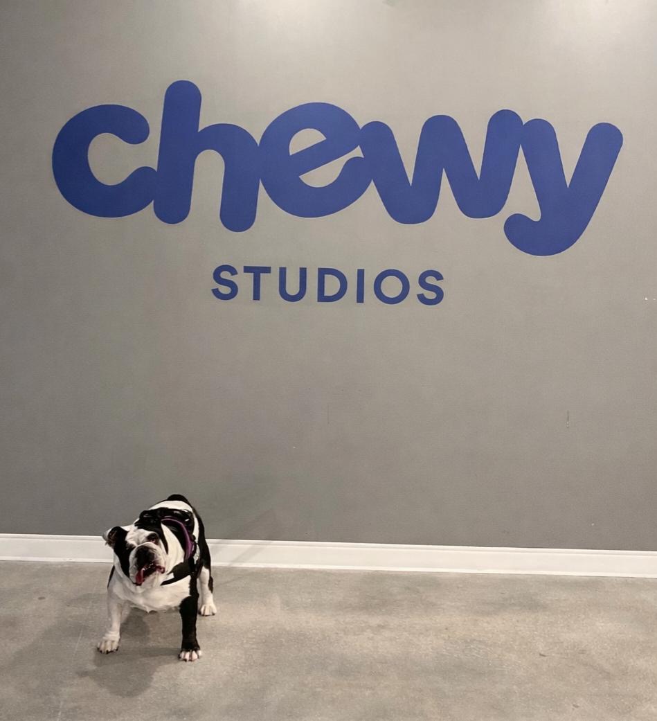 Enlarge Squishmallow, an adopted English Bulldog in Hollywood, FL image 4/5