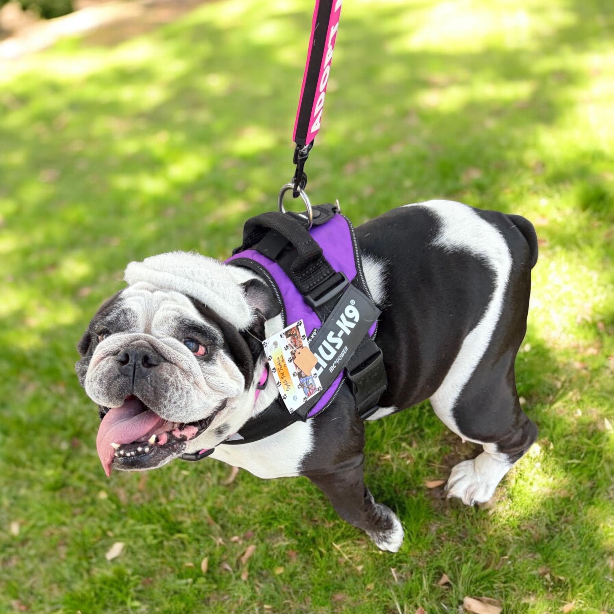 Enlarge Squishmallow, an adopted English Bulldog in Hollywood, FL image 3/5