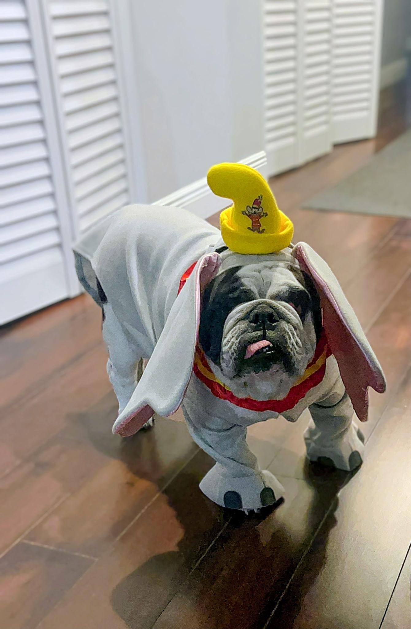 Enlarge Squishmallow, an adopted English Bulldog in Hollywood, FL image 2/5