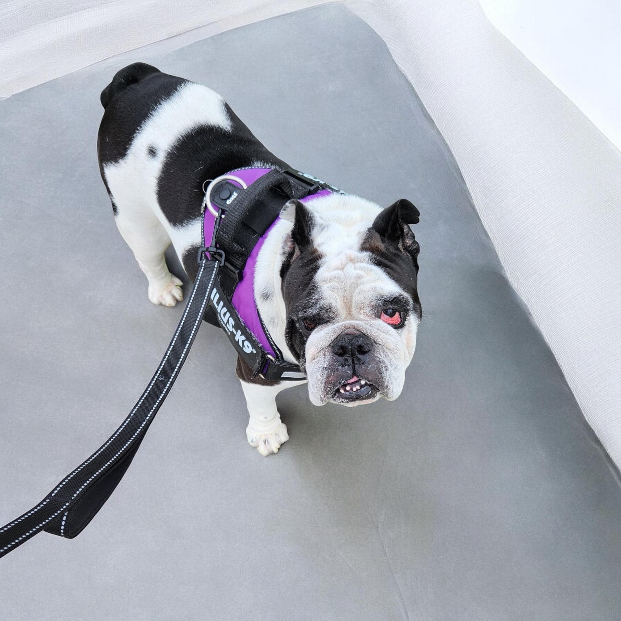 Enlarge Squishmallow, an adopted English Bulldog in Hollywood, FL image 5/5