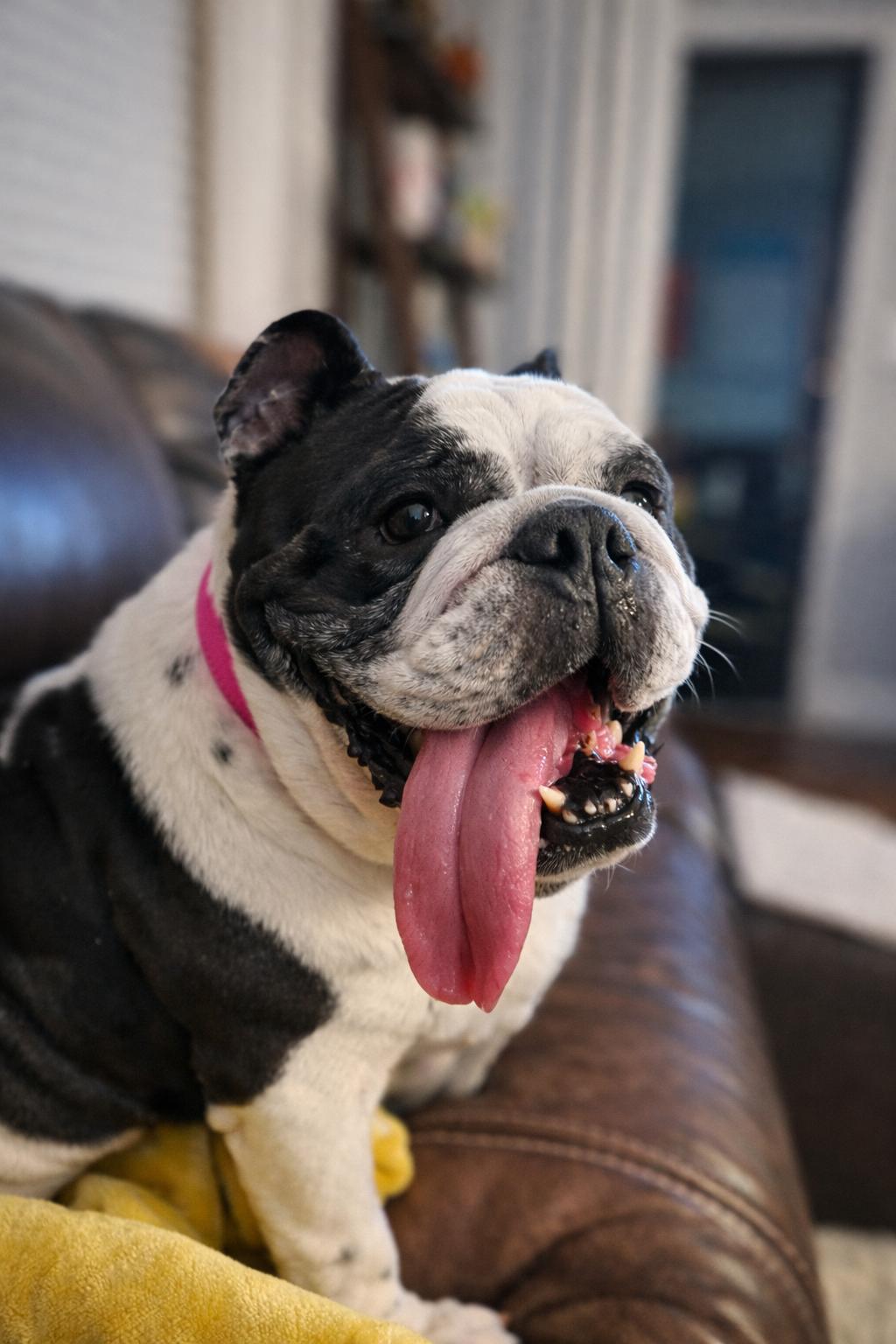 Squishmallow, ADOPTABLE, Adult Female English Bulldog.