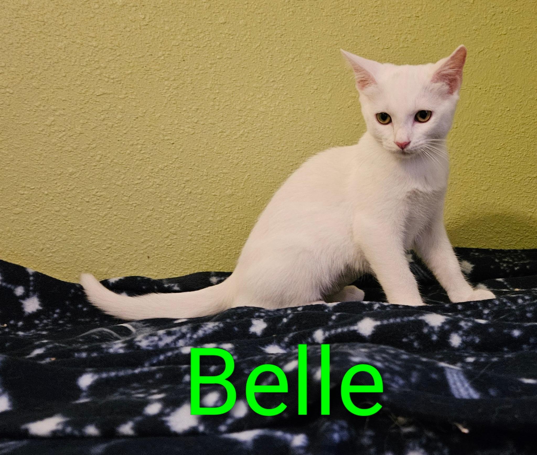 Enlarge Belle - North Conroe Petsmart, an adopted Domestic Short Hair in Conroe, TX image 2/2