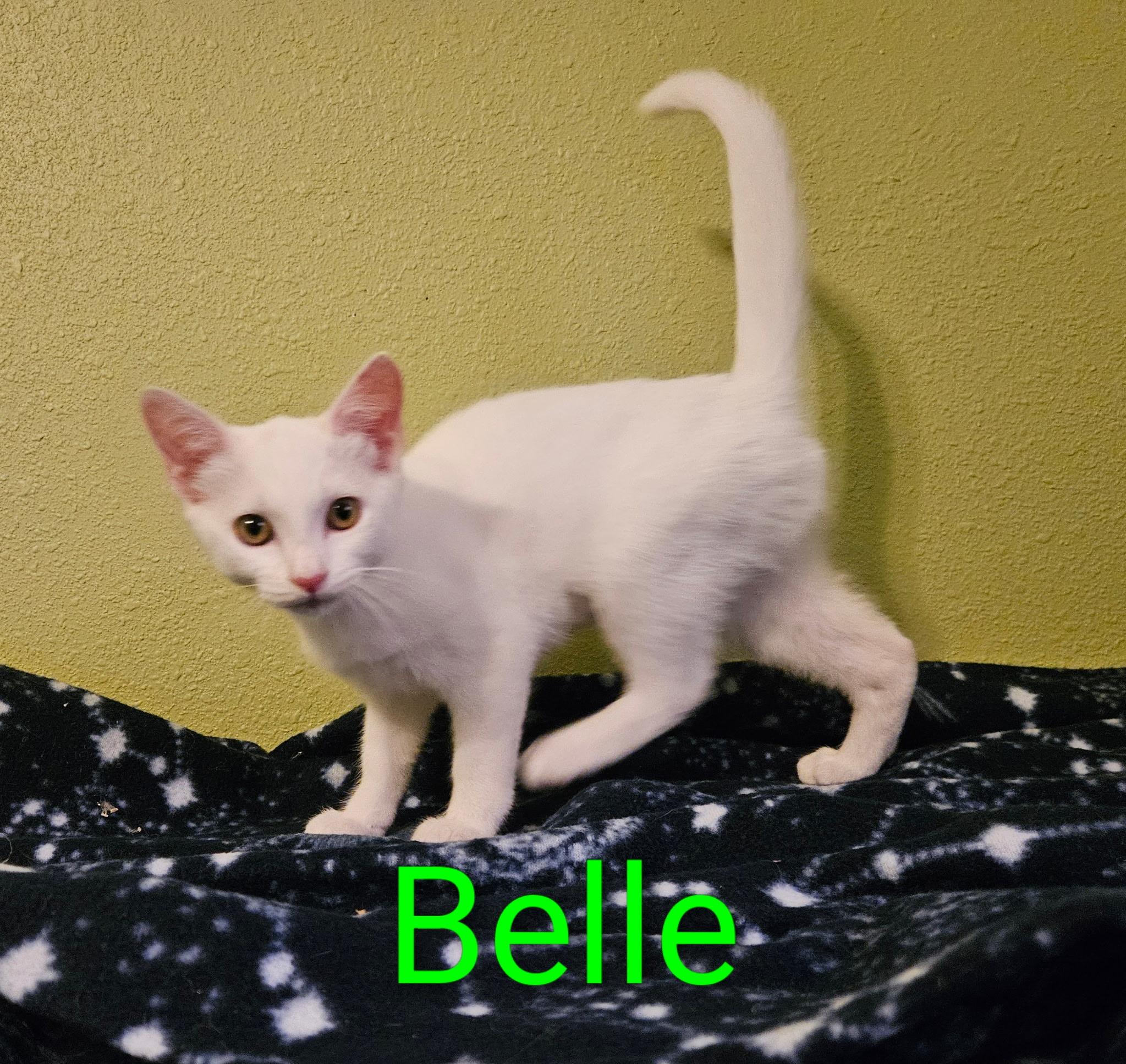 Belle - North Conroe Petsmart, adopted, Kitten Female Domestic Short Hair.