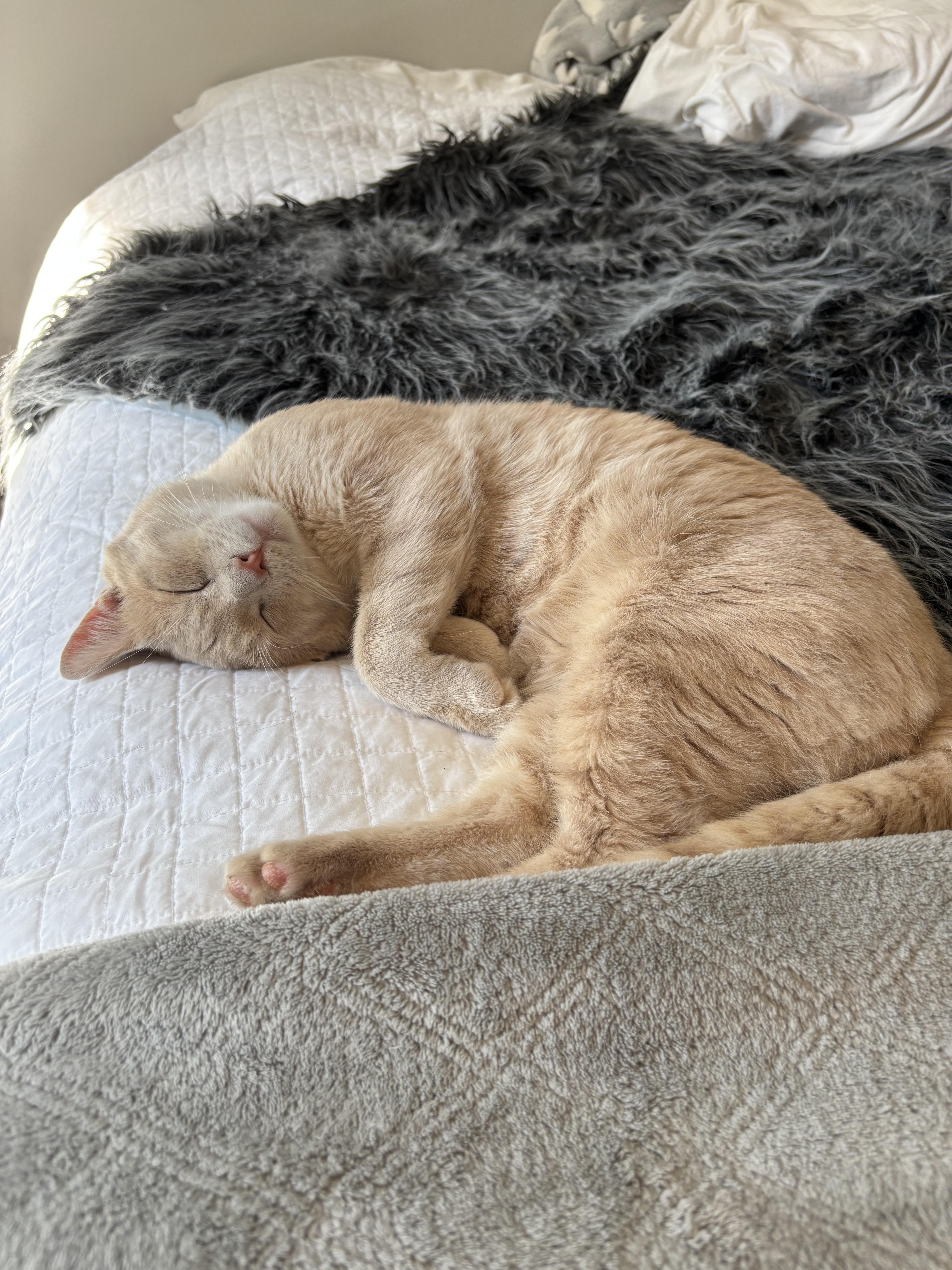 Rocky (FF/FA) - Adoptable Pet | Petfinder