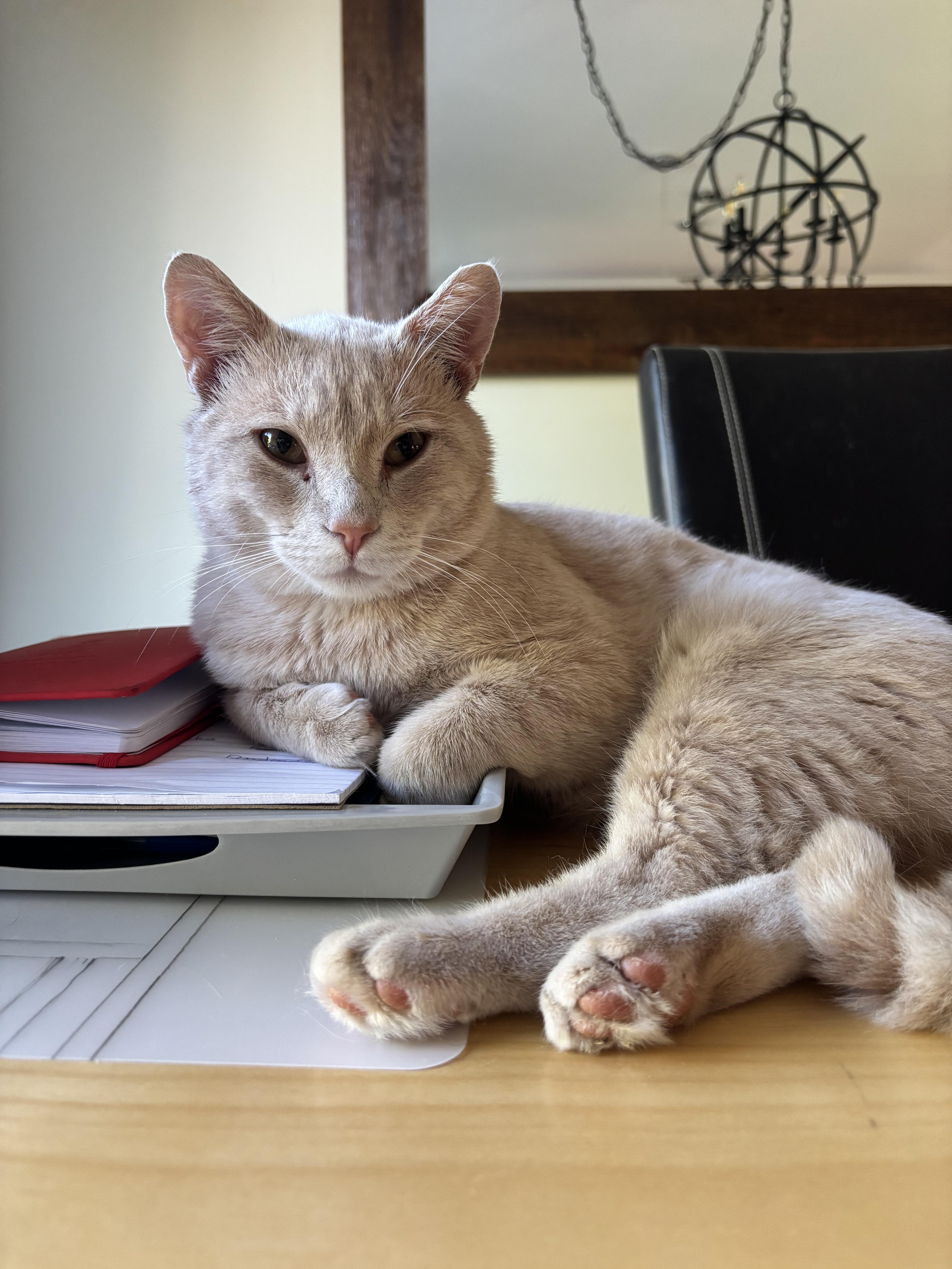 Rocky (FF/FA) - Adoptable Pet | Petfinder