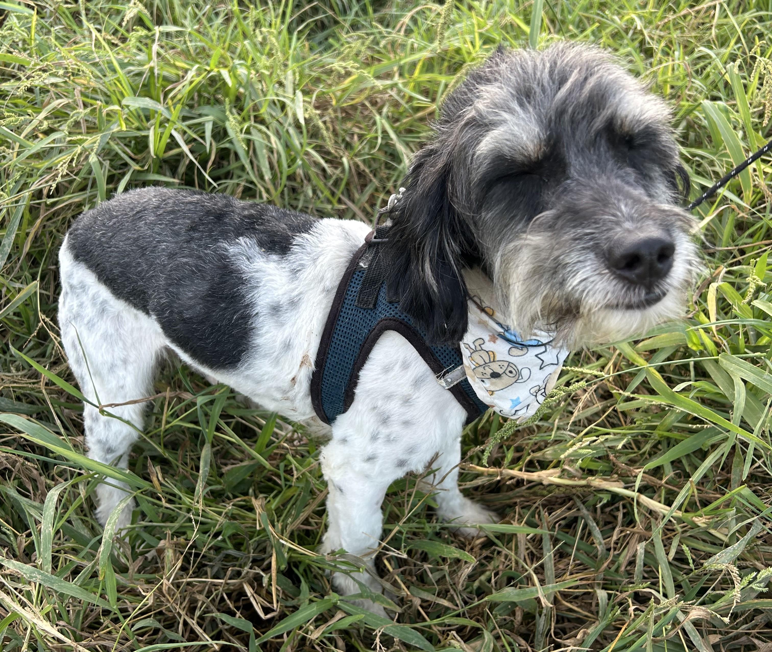 Enlarge MAX, a Adoptable mixed breed in Bell Gardens, CA image 3/6