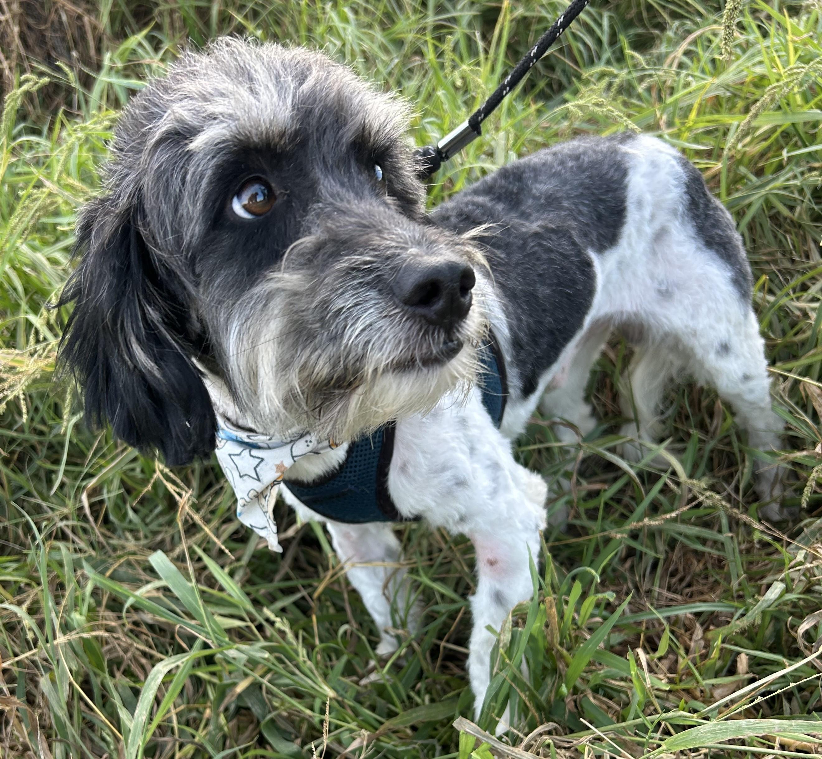 Enlarge MAX, a Adoptable mixed breed in Bell Gardens, CA image 5/6