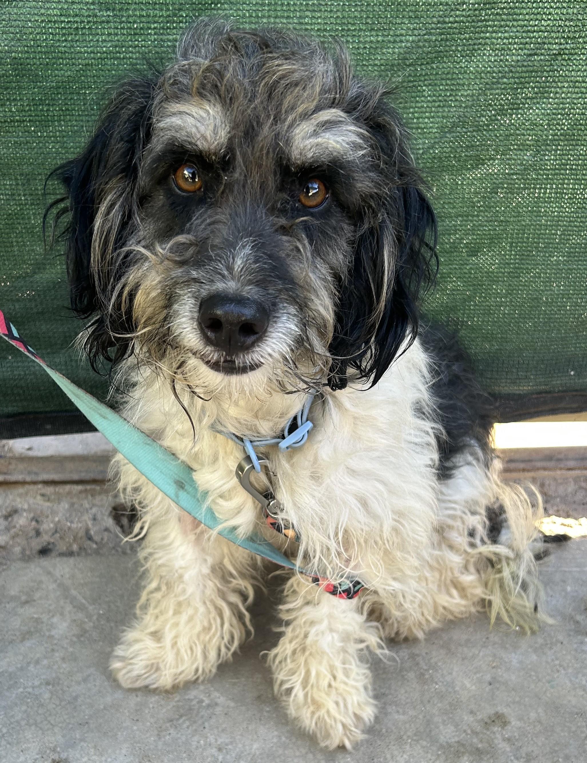 Enlarge MAX, a Adoptable mixed breed in Bell Gardens, CA image 1/6