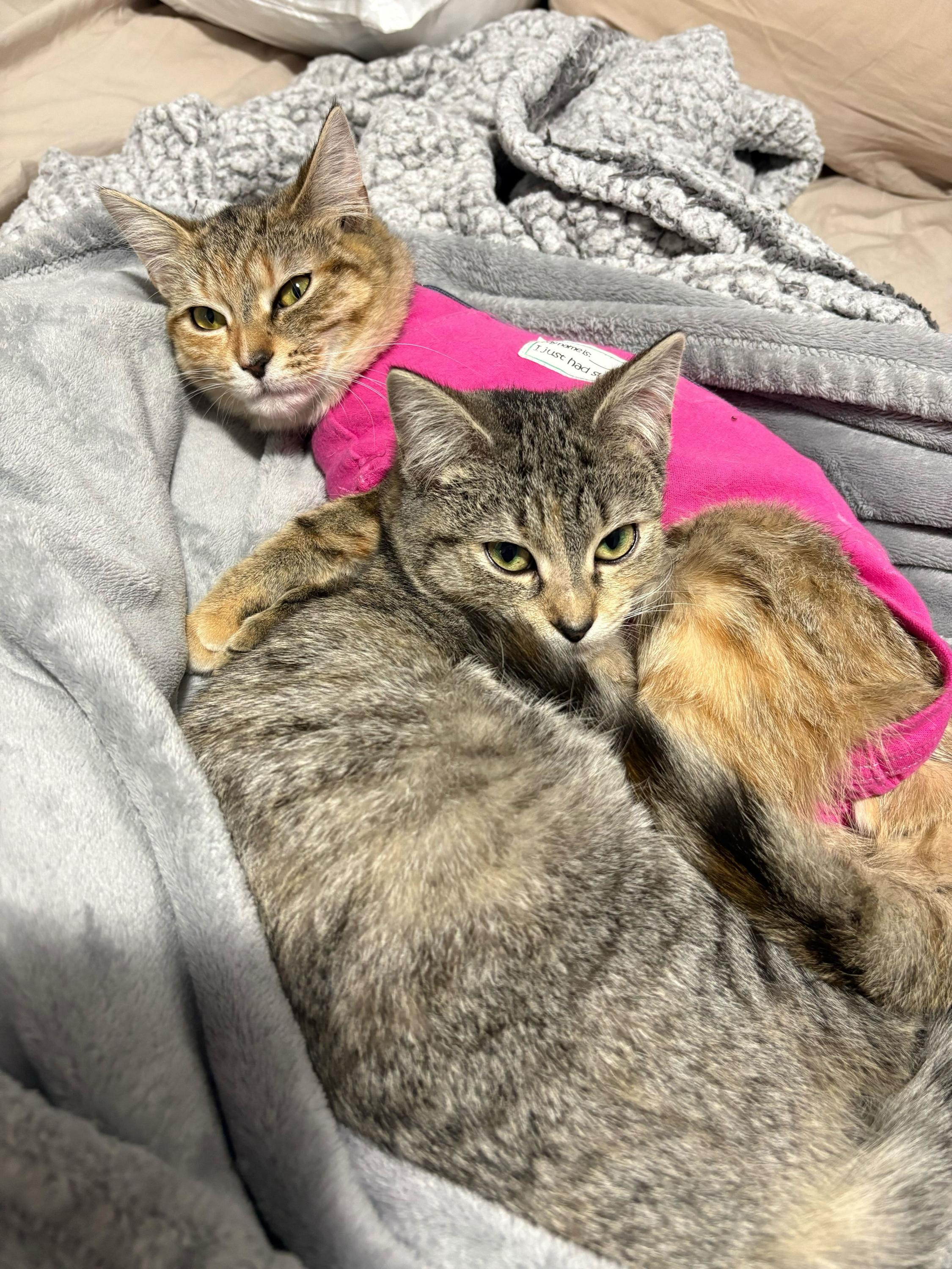 Enlarge Pumpkin & Grizzly , a ADOPTABLE Domestic Short Hair in Wakefield, QC image 5/5