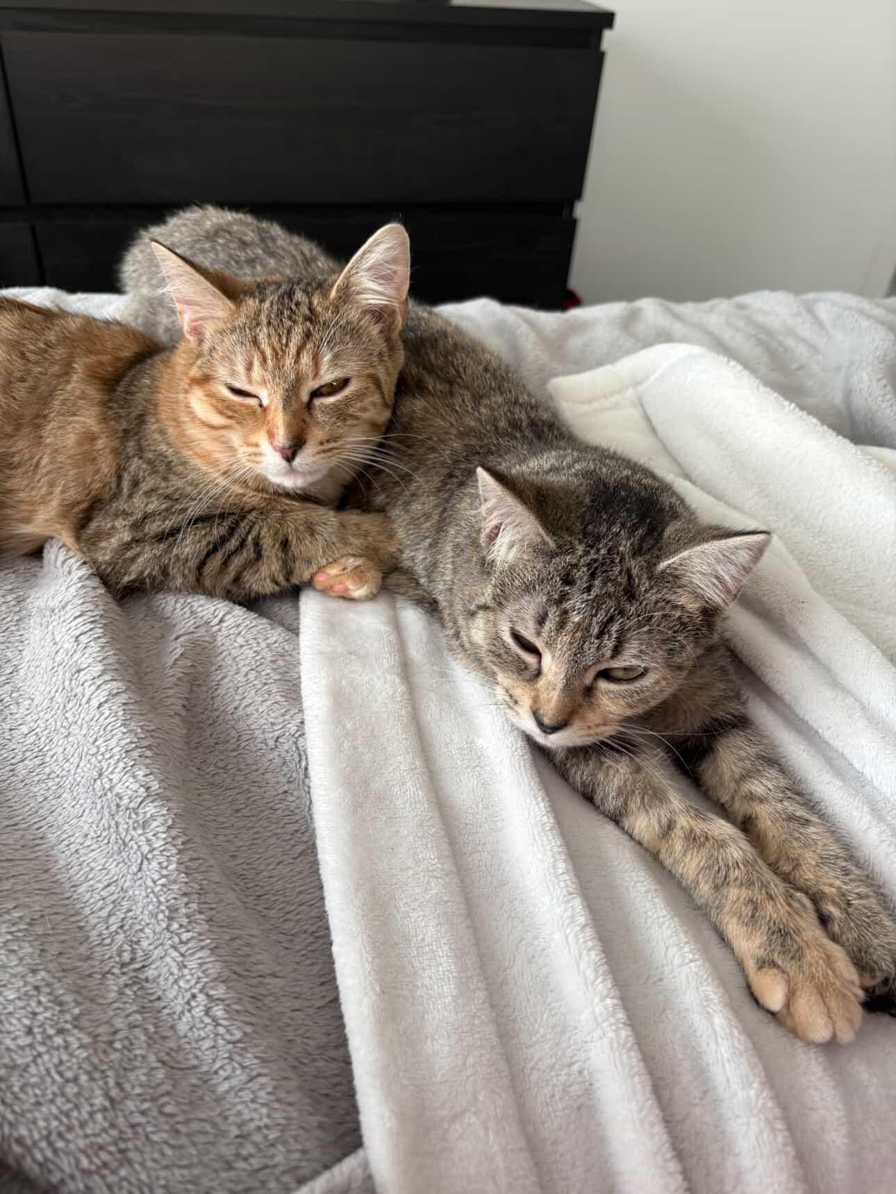 Enlarge Pumpkin & Grizzly , a ADOPTABLE Domestic Short Hair in Wakefield, QC image 2/5