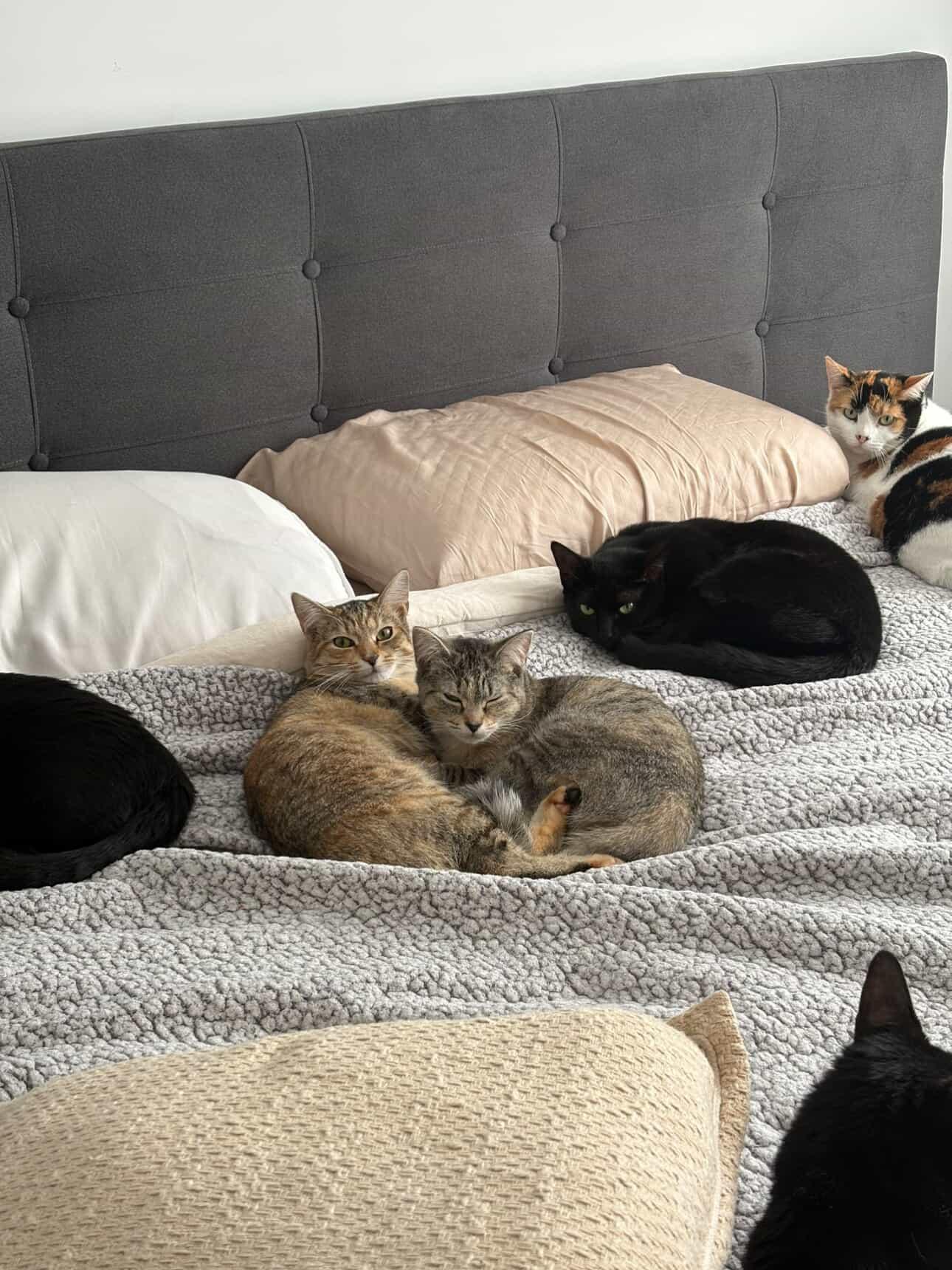 Enlarge Pumpkin & Grizzly , a ADOPTABLE Domestic Short Hair in Wakefield, QC image 3/5