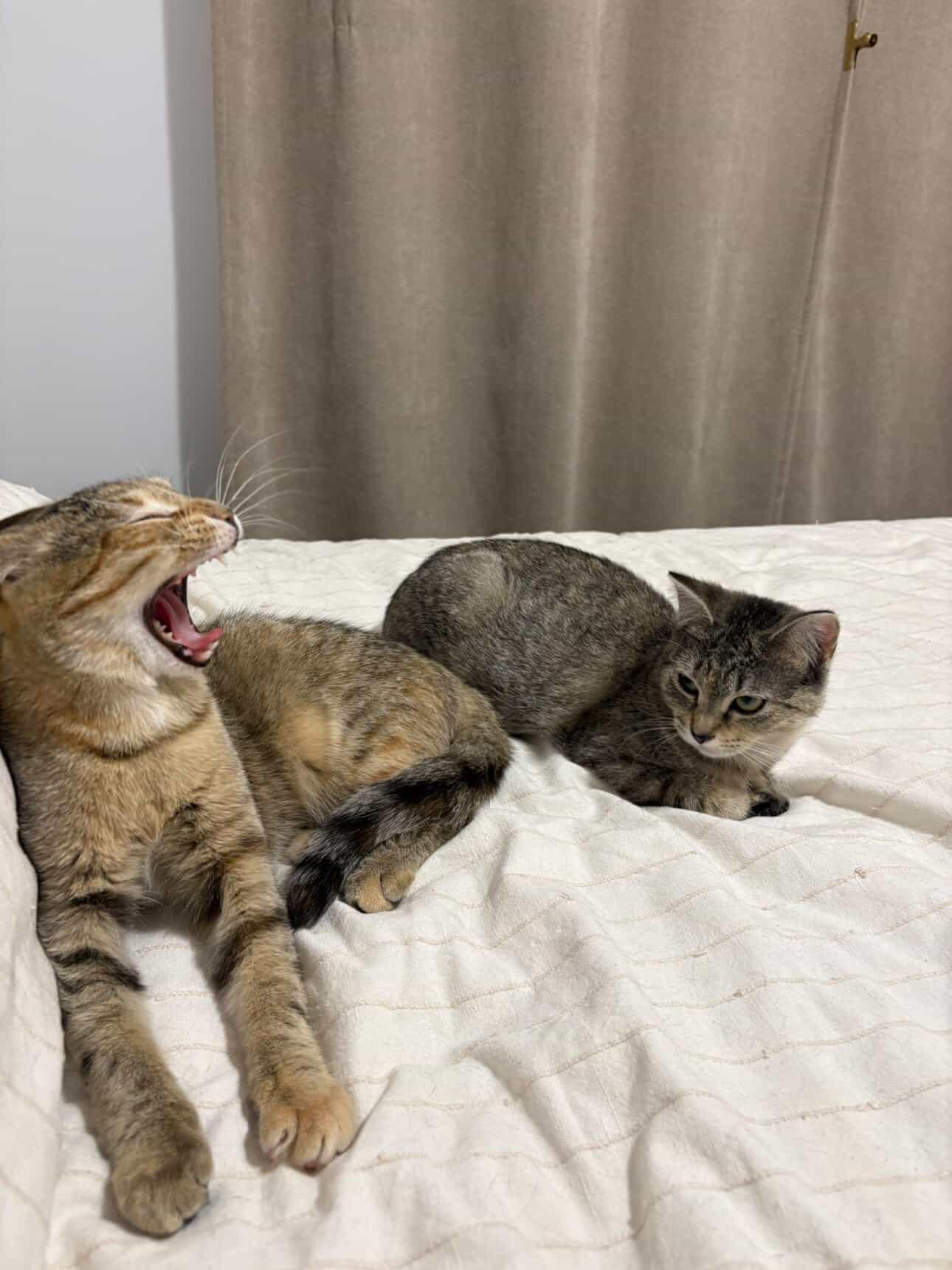 Enlarge Pumpkin & Grizzly , a ADOPTABLE Domestic Short Hair in Wakefield, QC image 4/5