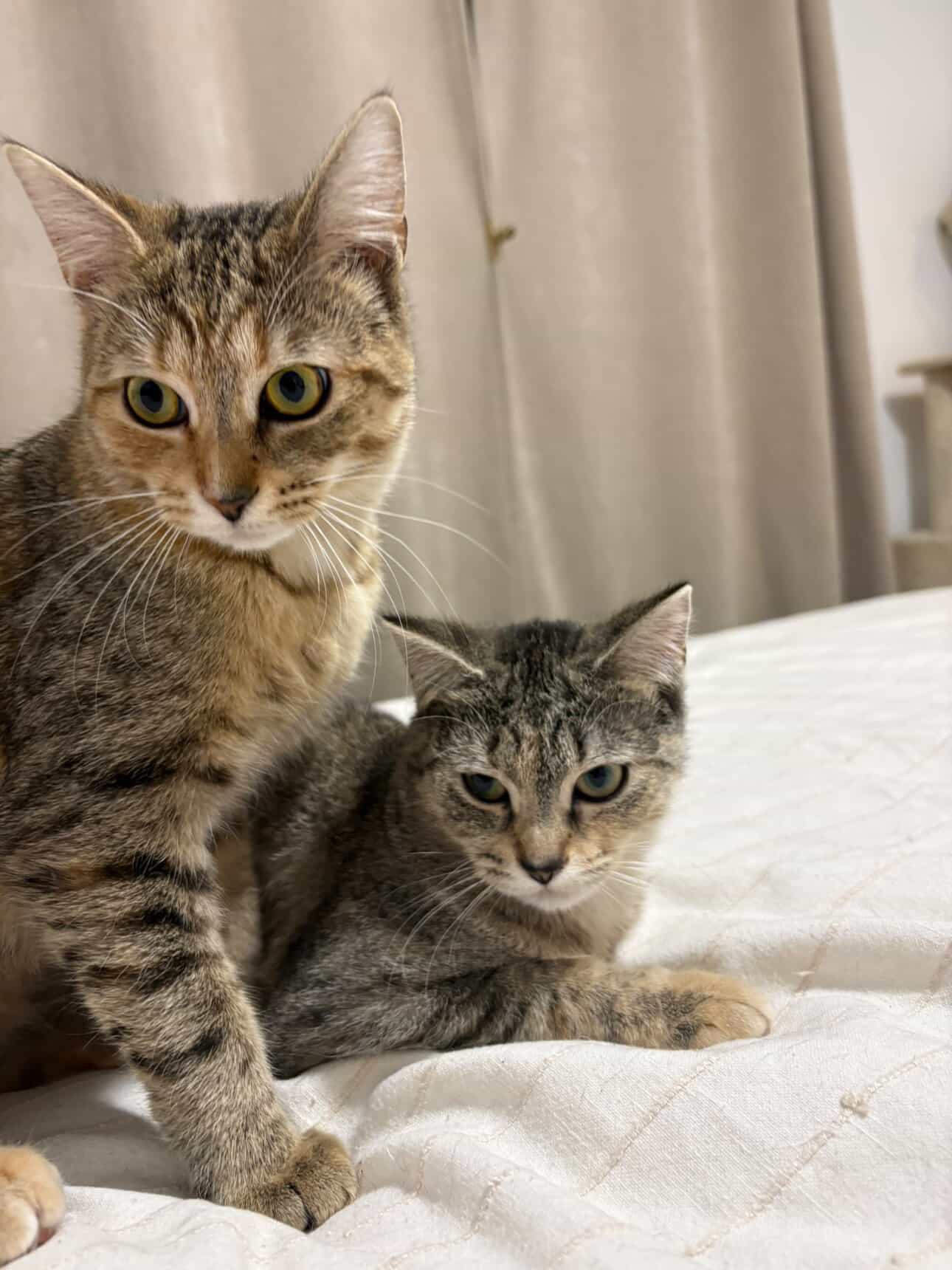 Pumpkin & Grizzly , ADOPTABLE, Kitten Female Domestic Short Hair.