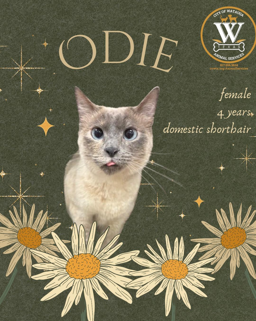 Enlarge Odie, an adopted Applehead Siamese in Watauga, TX image 1/1