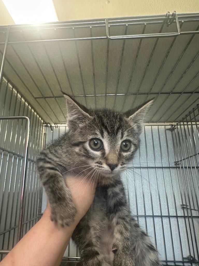 Orzo, a Adoptable mixed breed in Rock Springs, WY image 1/2