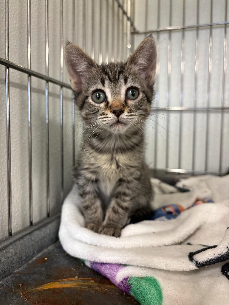 Orzo, a Adoptable mixed breed in Rock Springs, WY image 2/2