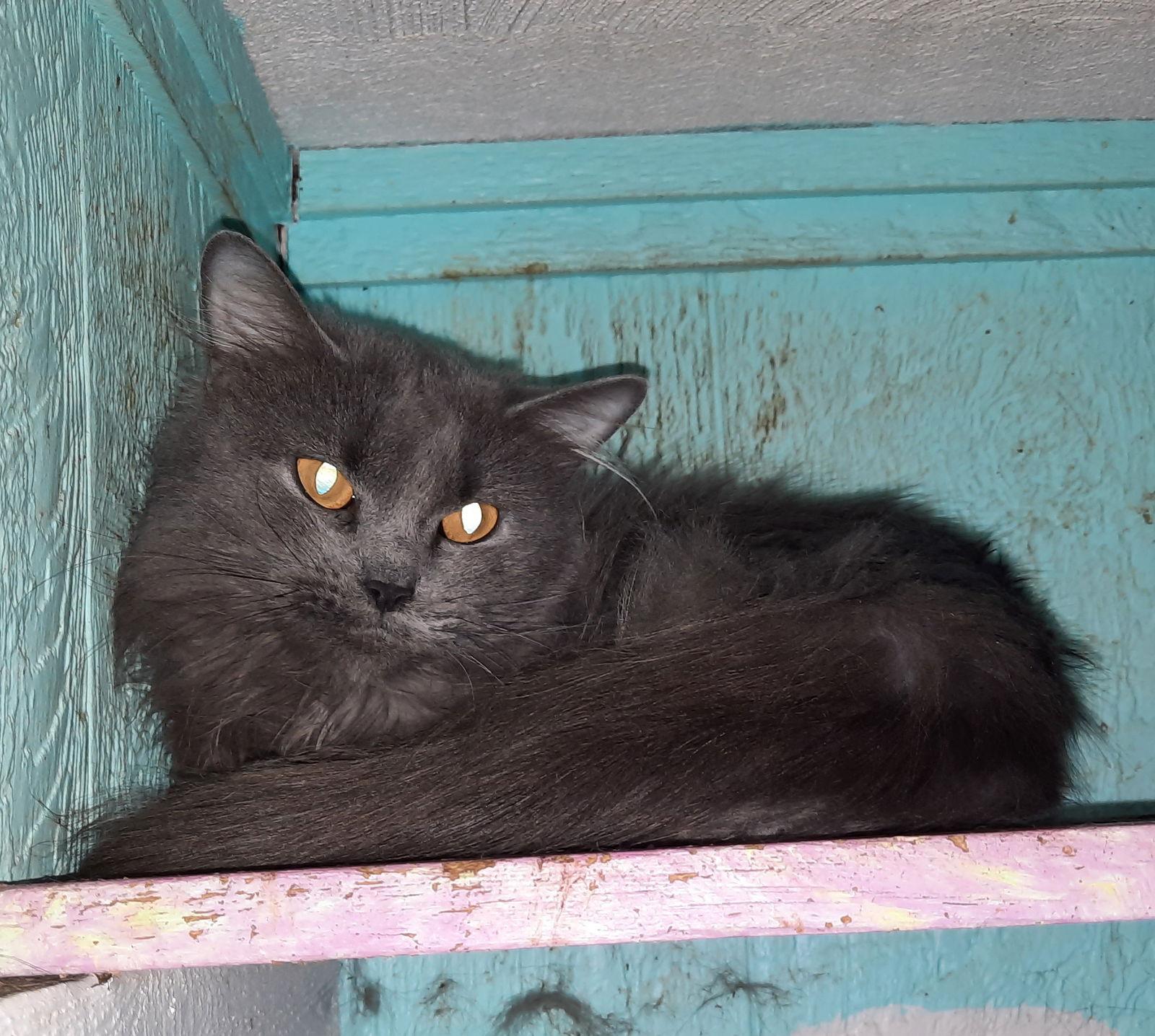 Enlarge Shadow, a Adoptable Domestic Long Hair in Iroquois, IL image 2/4