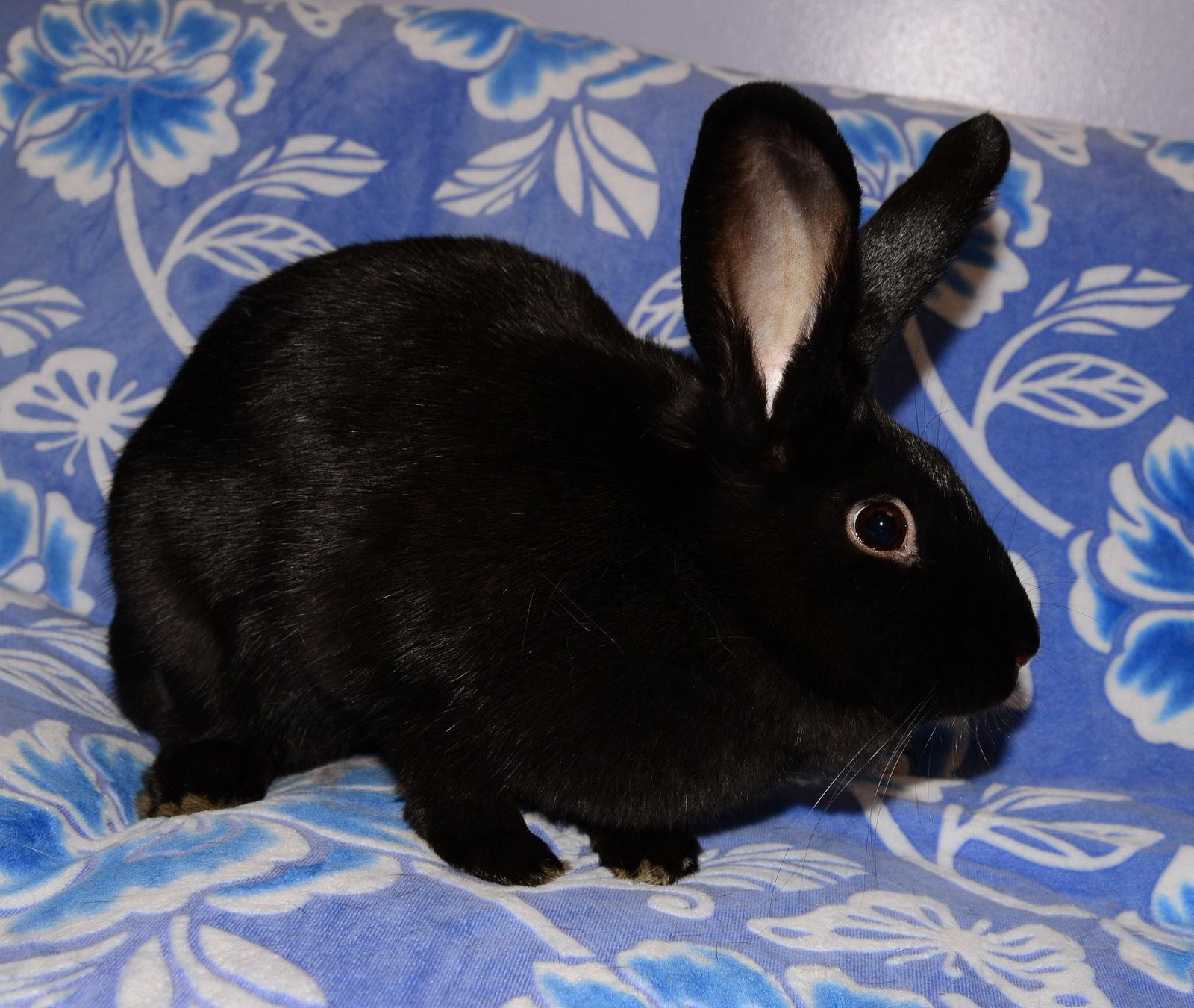 Enlarge Rochelle, a Adoptable Satin in Chesterfield, MO image 1/5