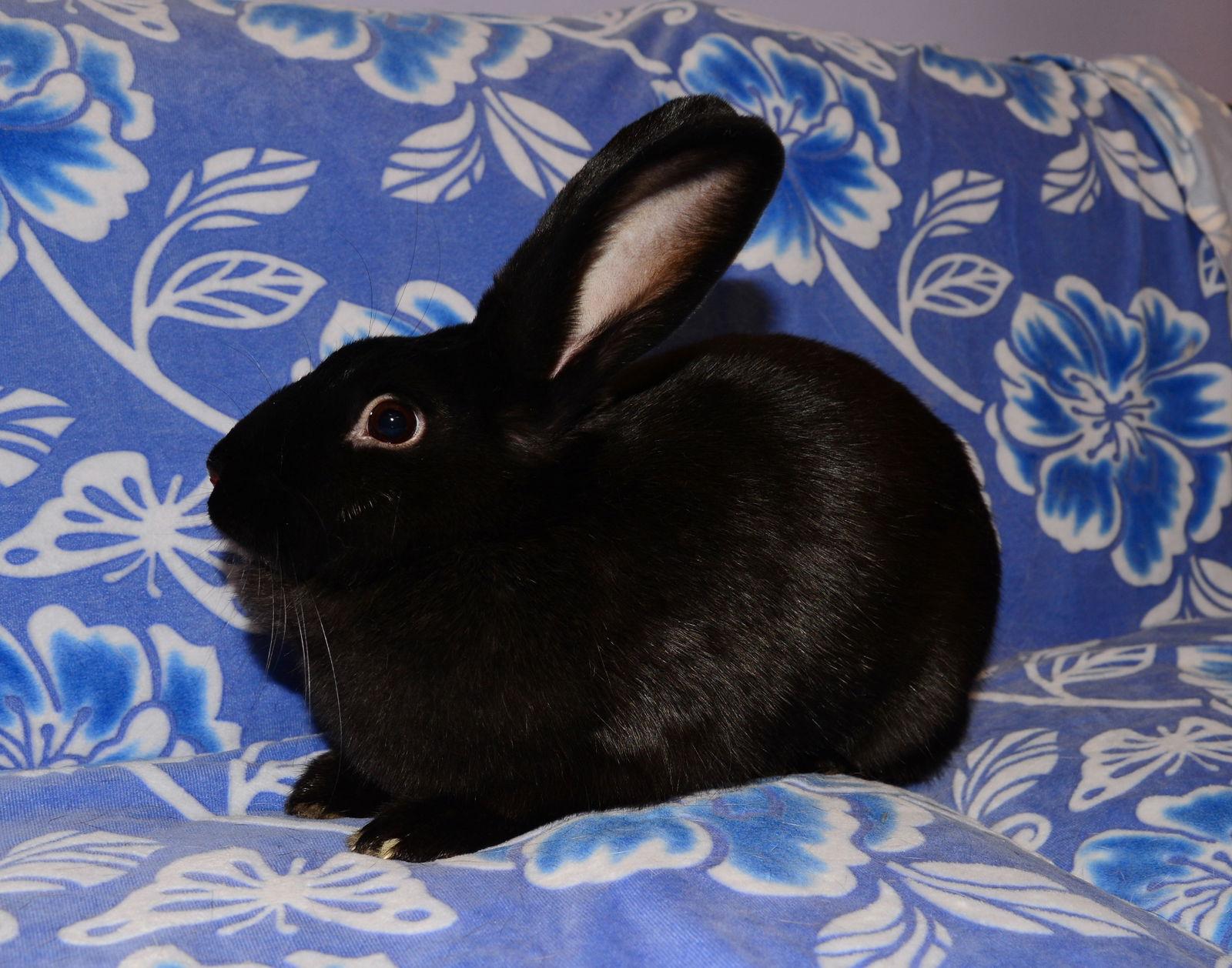 Enlarge Rochelle, a Adoptable Satin in Chesterfield, MO image 2/5