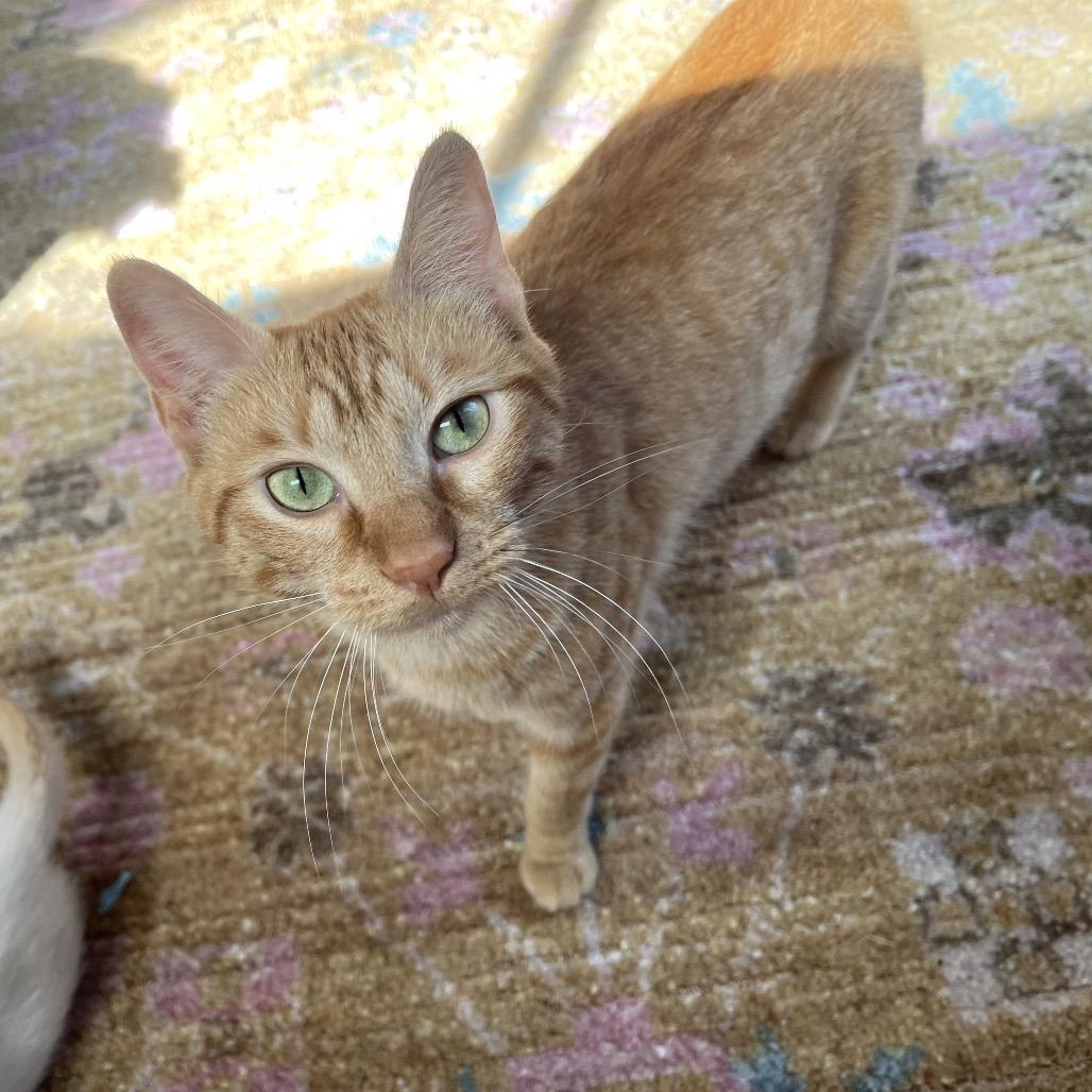 Enlarge Cara Cara, a Adoptable Domestic Short Hair in Hammond, IN image 1/5