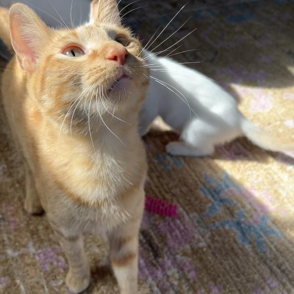 Enlarge Cara Cara, a Adoptable Domestic Short Hair in Hammond, IN image 5/5