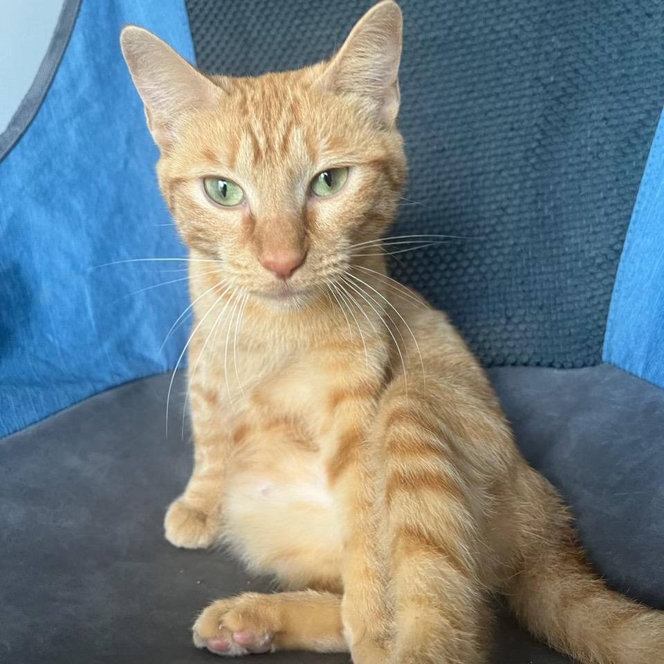 Enlarge Cara Cara, a Adoptable Domestic Short Hair in Hammond, IN image 4/5