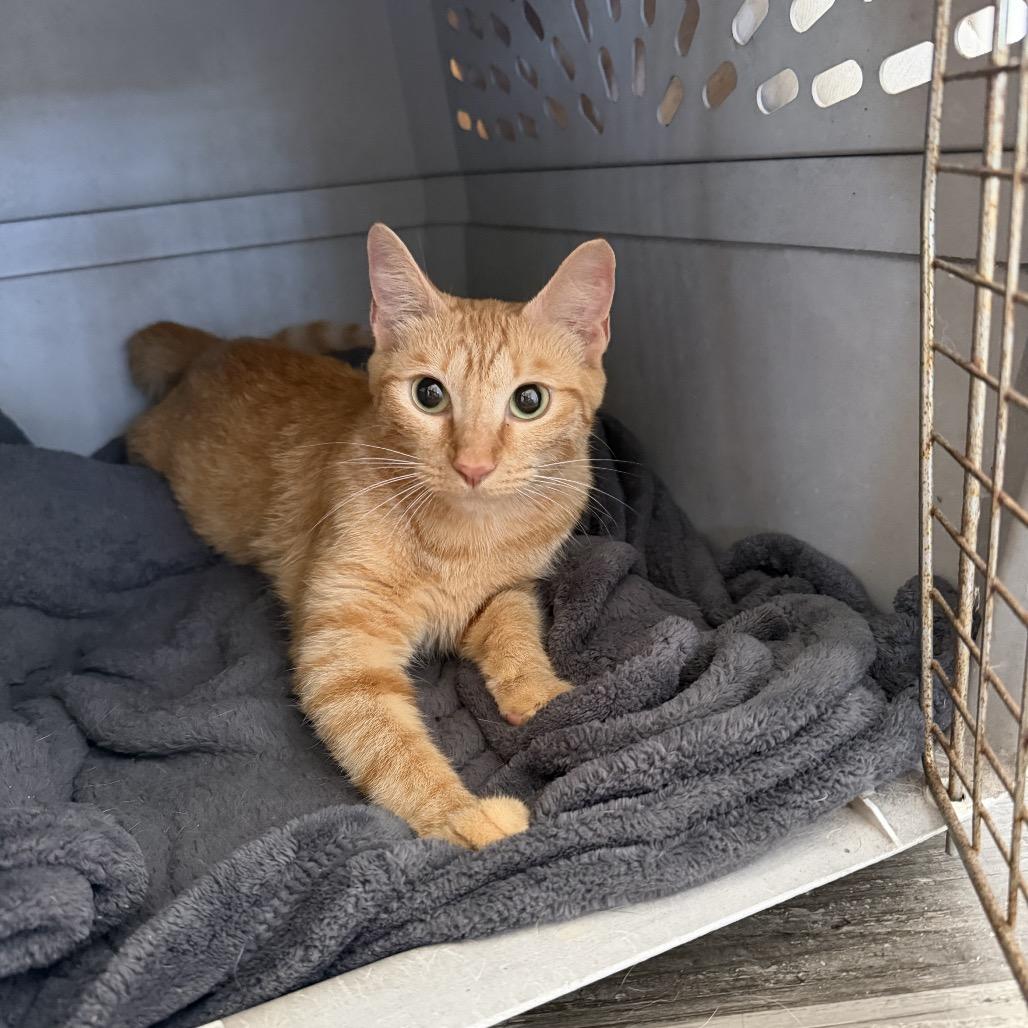 Enlarge Cara Cara, a Adoptable Domestic Short Hair in Hammond, IN image 3/5