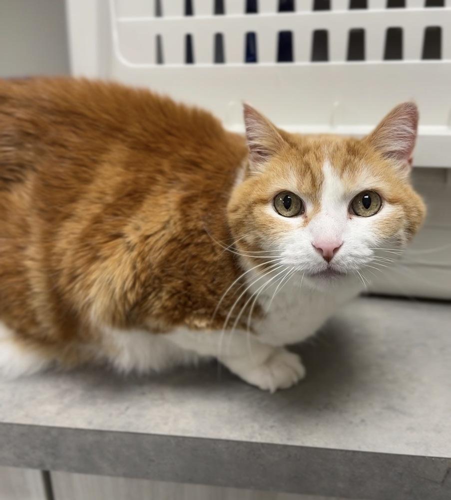 Enlarge Jack, a Adoptable mixed breed in Bemidji, MN image 1/1