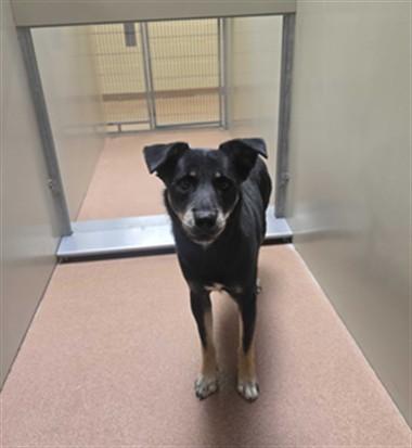 KNIGHT, Adoptable, Young Male Pomeranian & Siberian Husky.