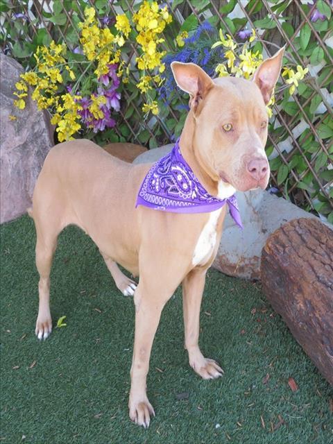PRINCESS, Adoptable, Adult Female Pit Bull Terrier & Mixed Breed.