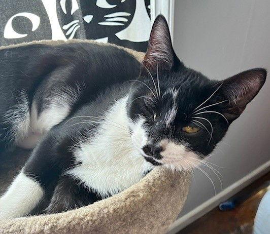 Enlarge Rory, a Adopted Domestic Short Hair in Shawnee, KS image 1/3