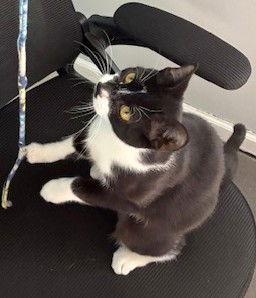 Enlarge Rory, a Adopted Domestic Short Hair in Shawnee, KS image 2/3