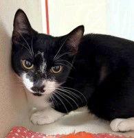 Enlarge Rory, a Adopted Domestic Short Hair in Shawnee, KS image 3/3