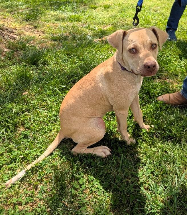 Coco, ADOPTABLE, Young Female Labrador Retriever.