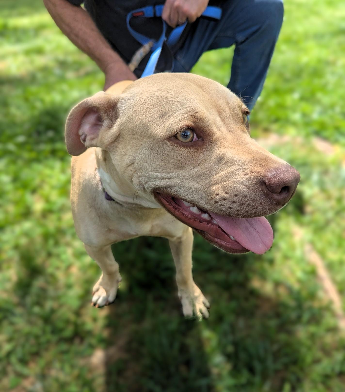 Enlarge Coco, a ADOPTABLE mixed breed in Milner, GA image 3/5