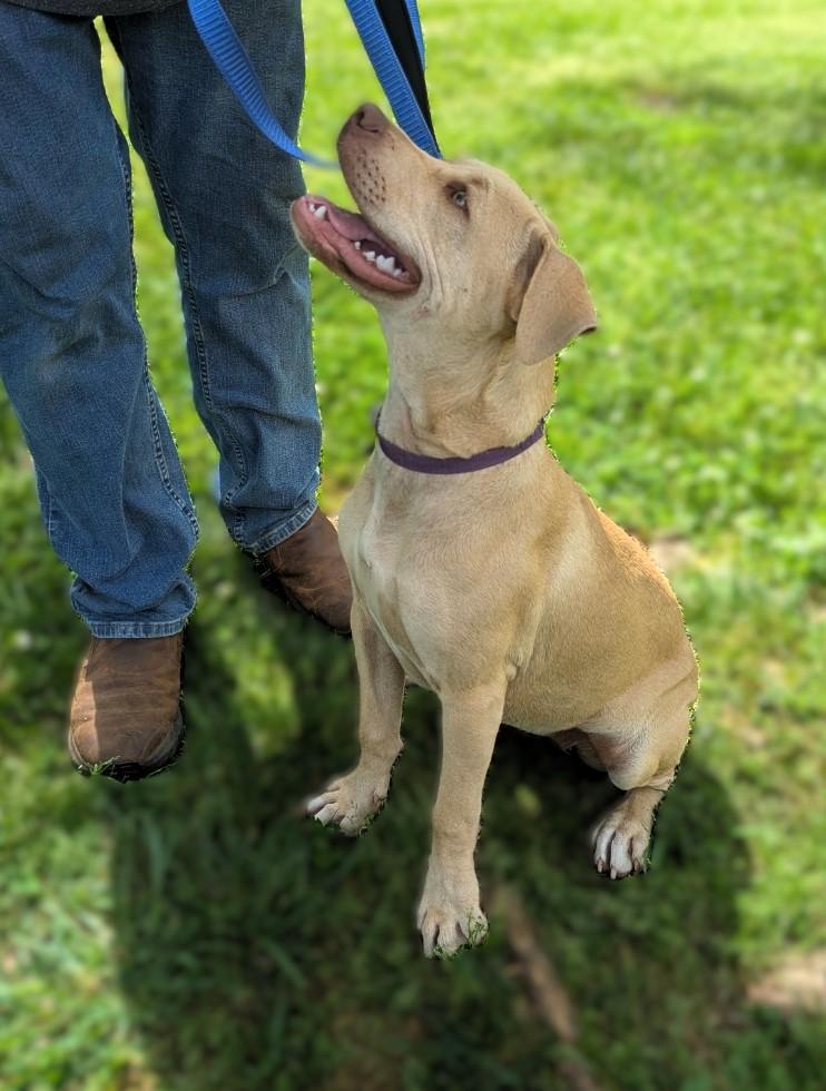 Enlarge Coco, a ADOPTABLE mixed breed in Milner, GA image 4/5