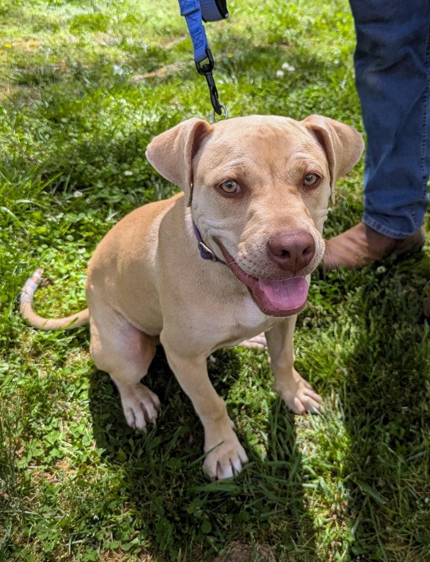 Enlarge Coco, a ADOPTABLE mixed breed in Milner, GA image 5/5