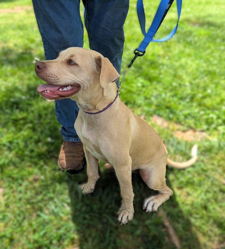 Enlarge Coco, a ADOPTABLE mixed breed in Milner, GA image 2/5