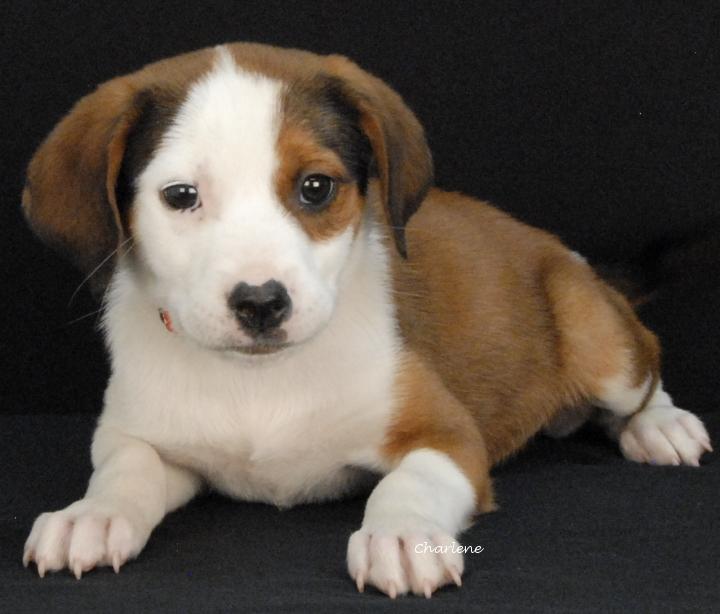 Woofie Goldberg, Adoptable, Puppy Female Hound & Boxer.