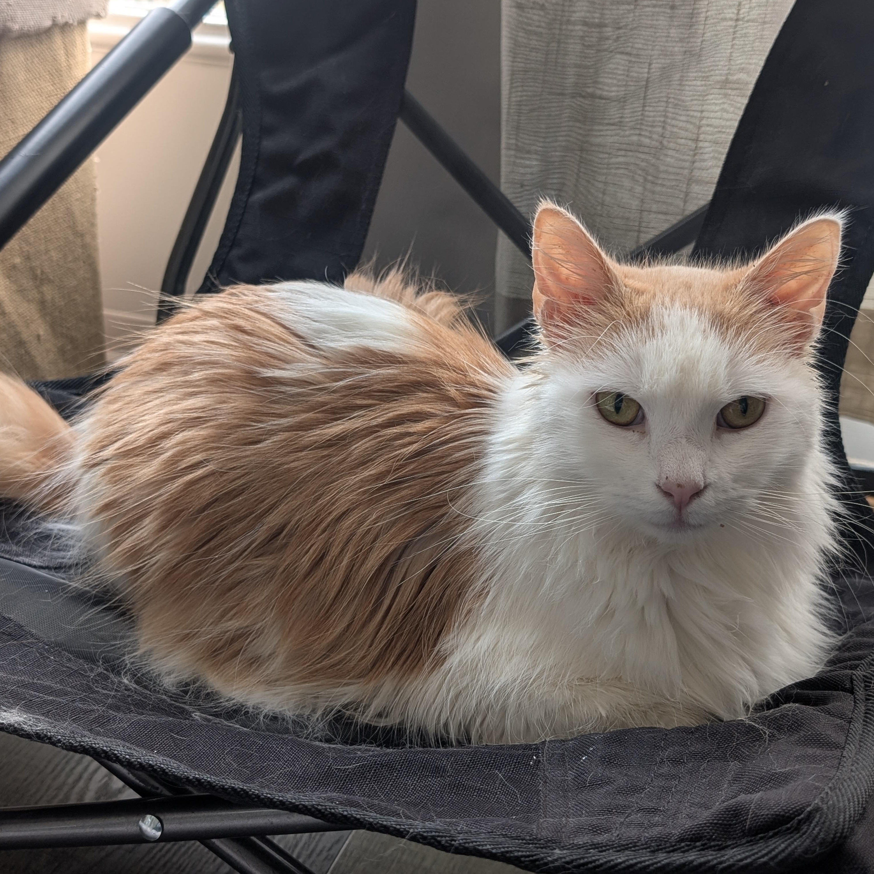 Oliver Morley-Steve, a ADOPTABLE Domestic Long Hair in Denver, CO image 4/5