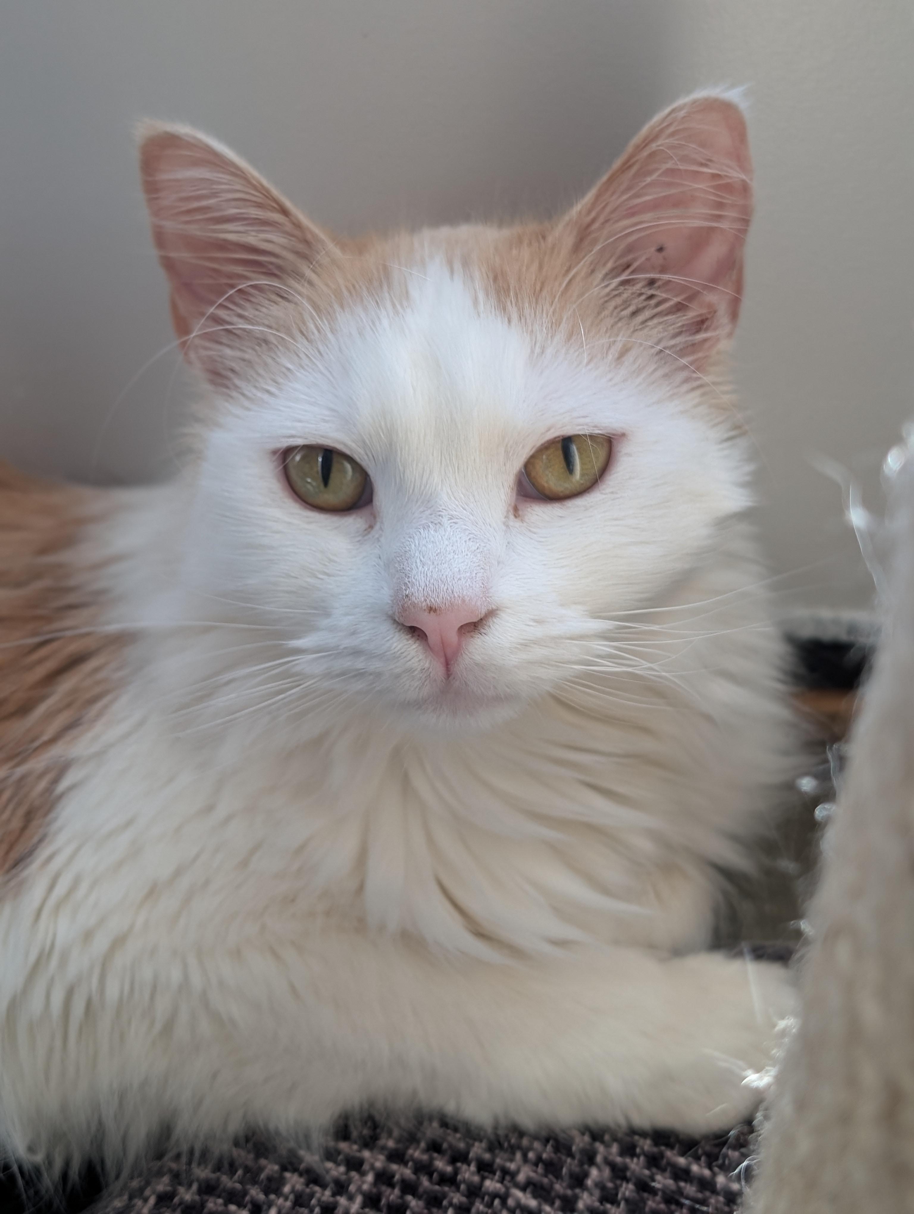 Oliver Morley-Steve, a ADOPTABLE Domestic Long Hair in Denver, CO image 2/5