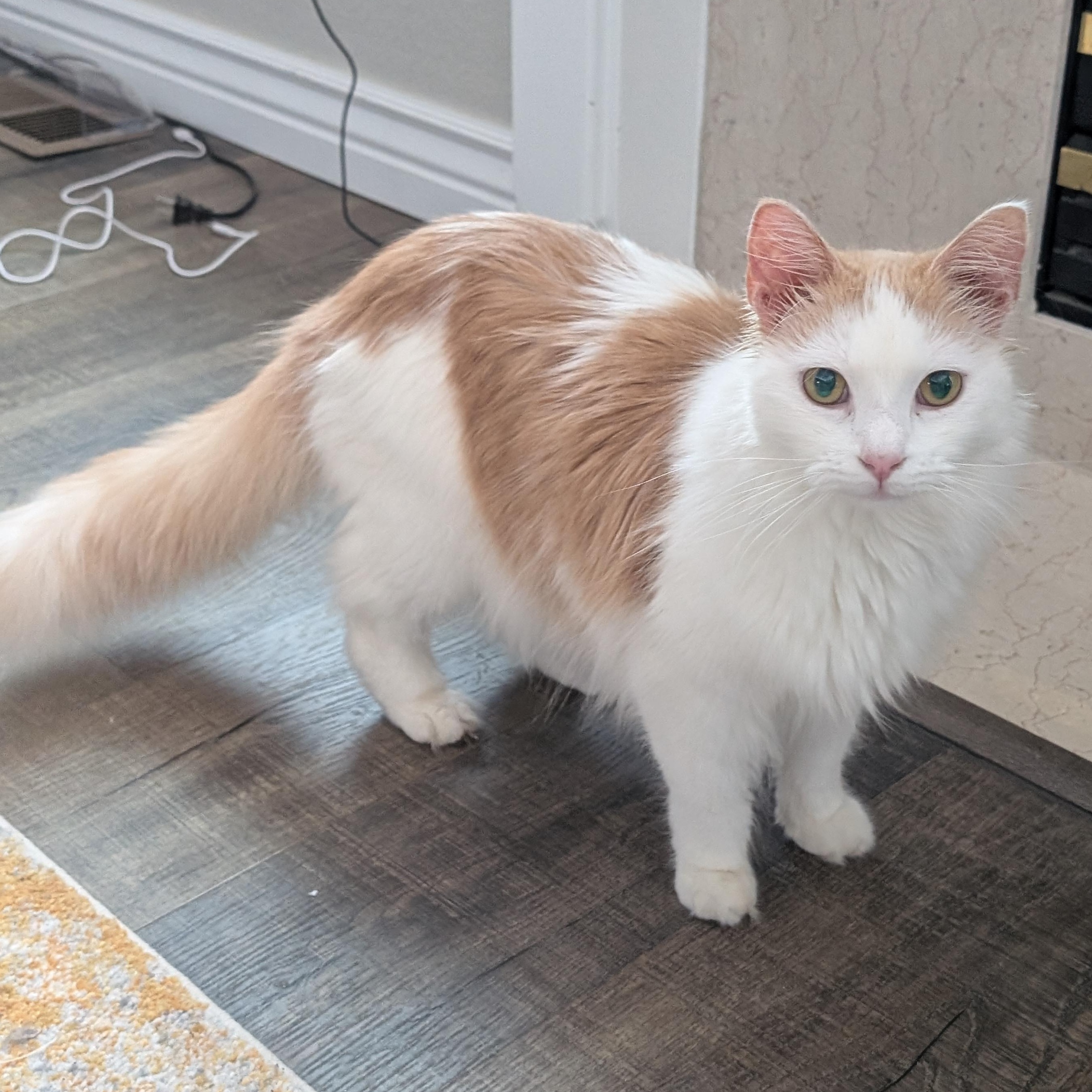 Oliver Morley-Steve, a ADOPTABLE Domestic Long Hair in Denver, CO image 5/5