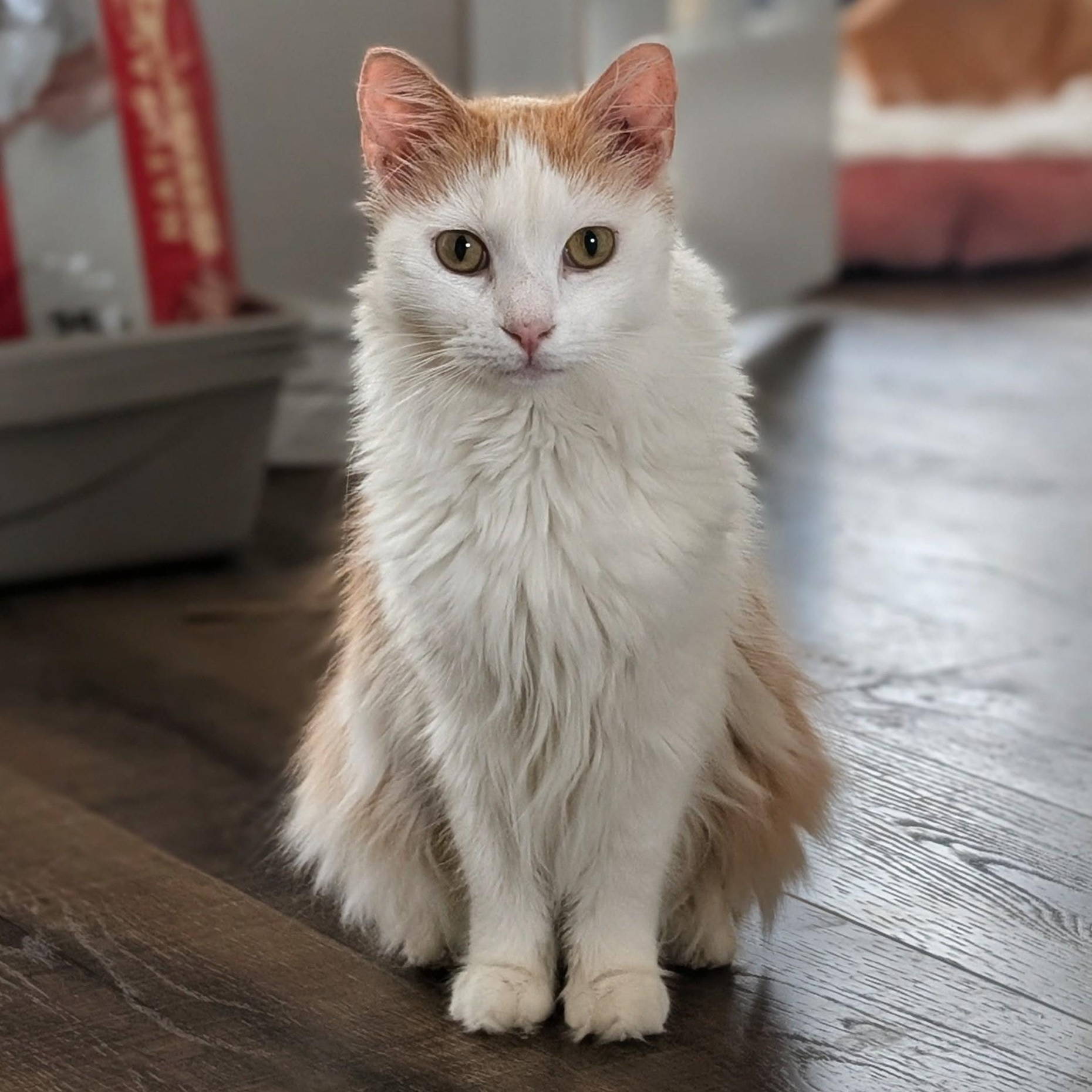 Oliver Morley-Steve, a ADOPTABLE Domestic Long Hair in Denver, CO image 1/5