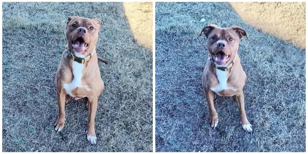 Enlarge Rollo, a Adoptable mixed breed in Rocky Mount, NC image 1/1