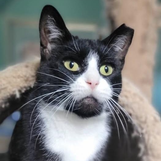 Enlarge TAFFY, a Adoptable Tuxedo in Independence, OH image 1/4
