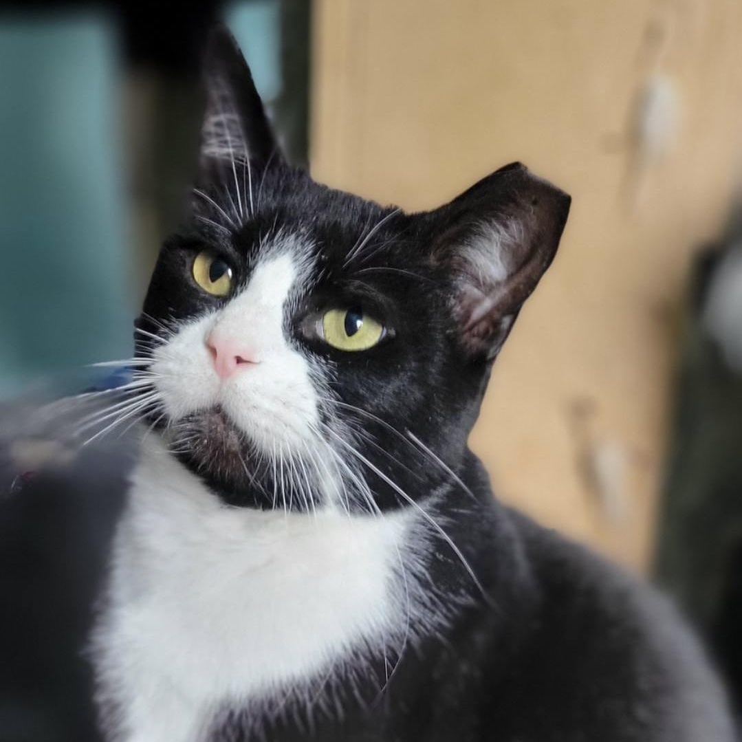 Enlarge TAFFY, a Adoptable Tuxedo in Independence, OH image 2/4