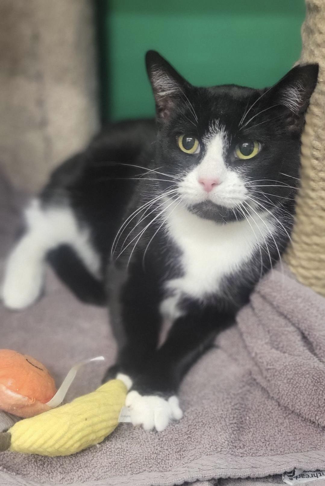 Enlarge TAFFY, a Adoptable Tuxedo in Independence, OH image 3/4