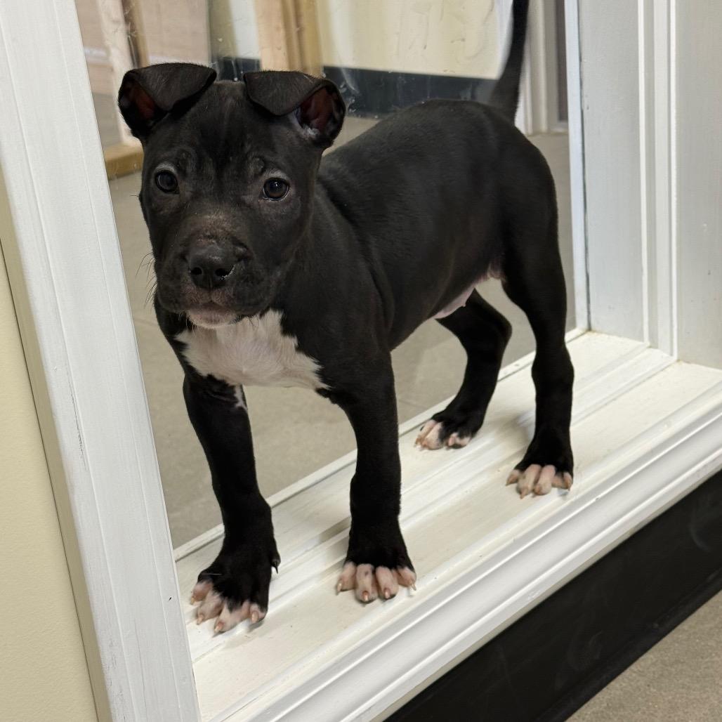 Enlarge Layla, a Adoptable Terrier in La Grange, KY image 2/6