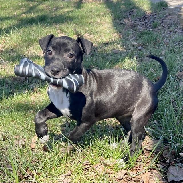 Aurora, Adoptable, Puppy Female Labrador Retriever & Terrier.